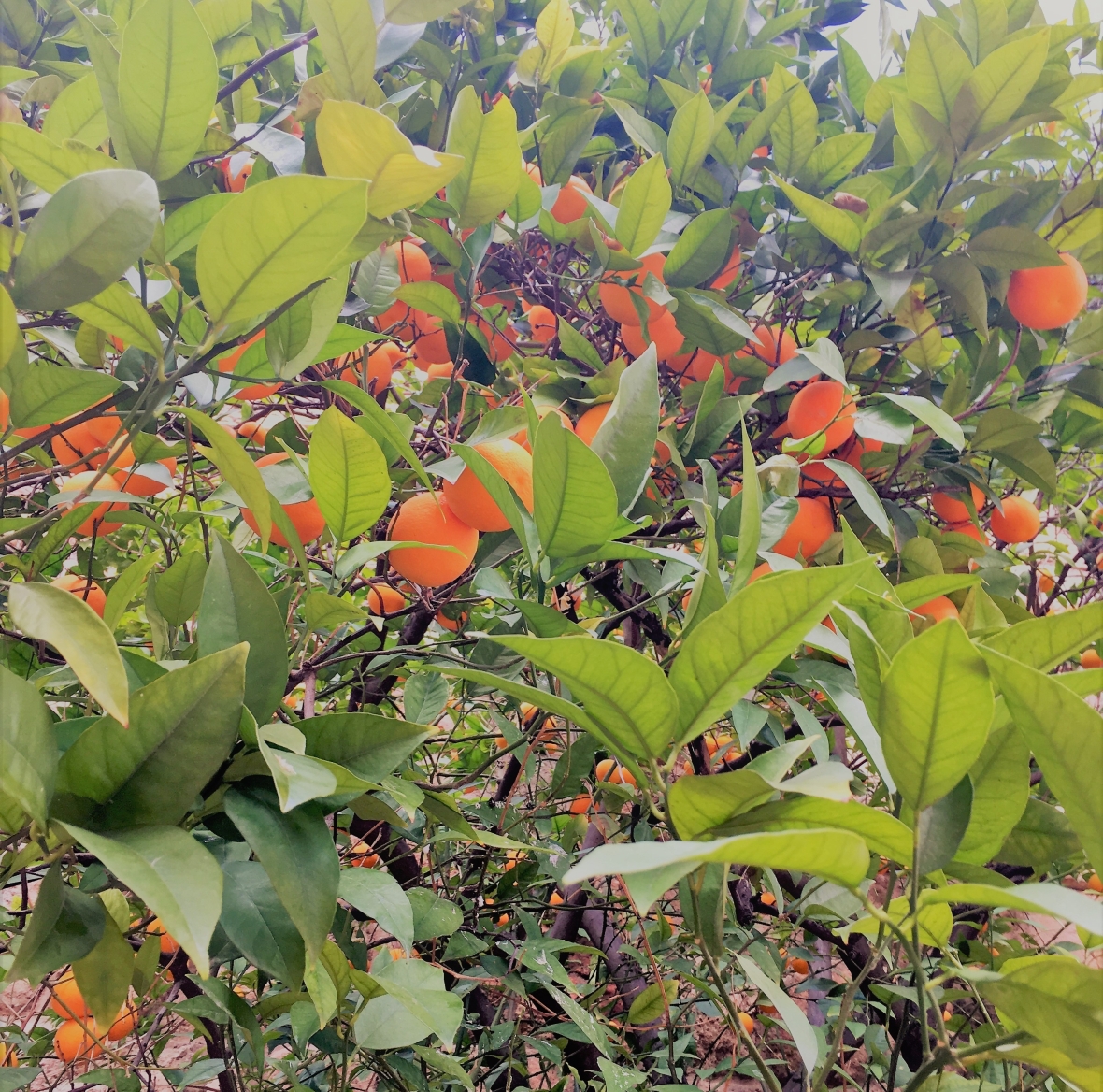 Oranges growing everywhere
